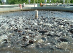 Catfish-Farming-Business-e1454520185323 Catfish-Farming-Business-e1454520185323