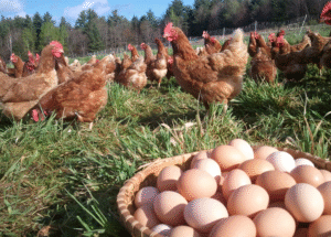 Egg-poultry-chicken-farm Egg-poultry-chicken-farm